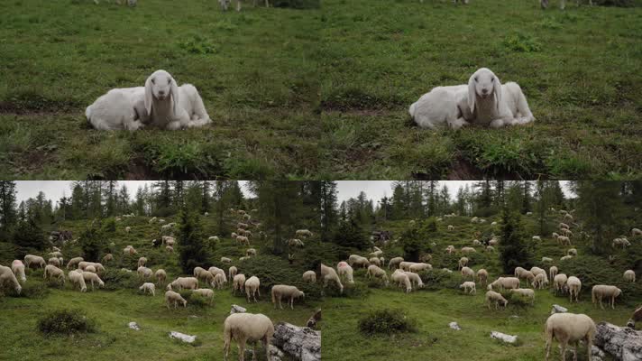 森林牧场放牧羊群吃草
