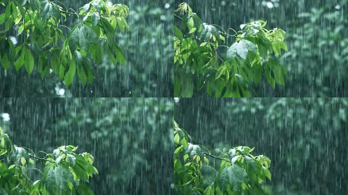 雨中的树叶，雨滴从树叶上滴落慢镜头视频素