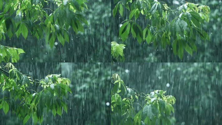 暴风雨中的树叶，雨滴滴落慢镜头