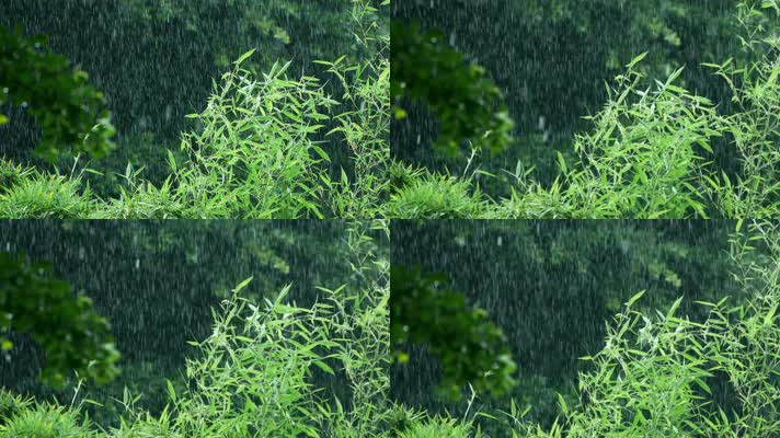 大雨中的竹子竹叶
