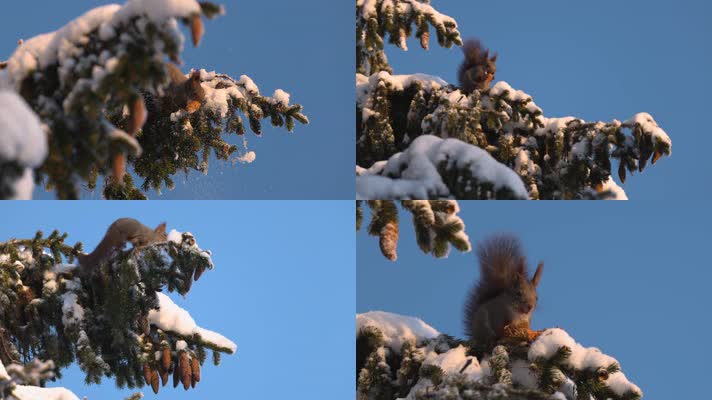 冬季松鼠在松树上觅食吃松果