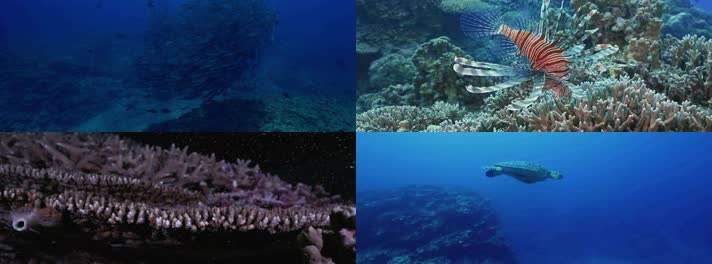 海底世界视频素材