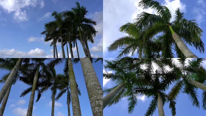 热带海南棕榈树一组
