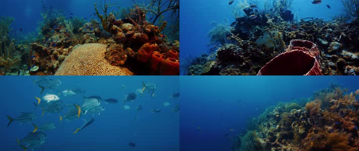 潜水拍摄热带珊瑚鱼群