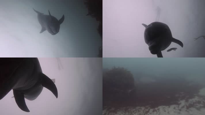 大西洋潜水水下拍摄海豚