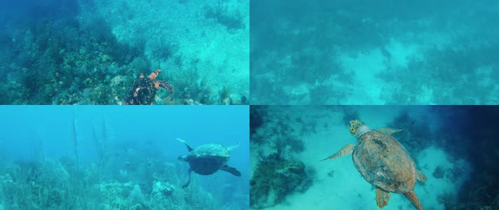 热带潜水拍摄海龟