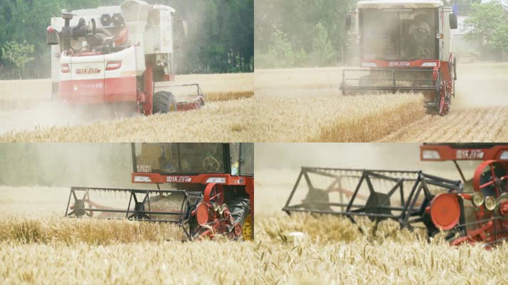 三夏生产大型收割机收麦子