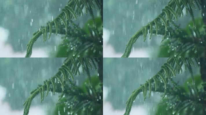 暴雨天气下的松树枝雨滴滴落唯美清新视频