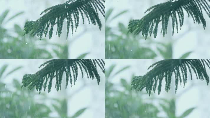 雨中的植物，松树枝上雨滴滴落