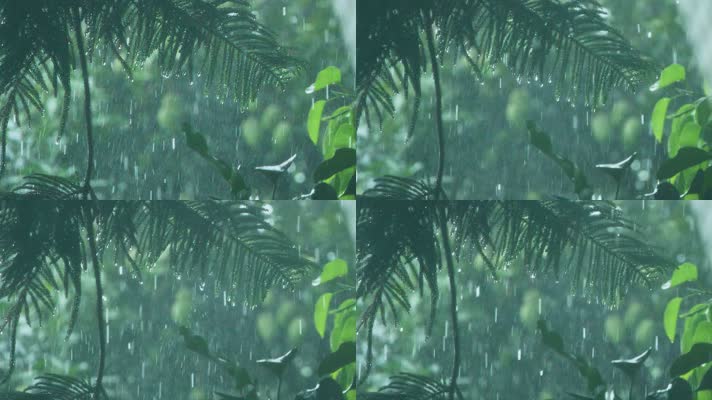暴雨天气下的树林，雨滴从树叶上滴落