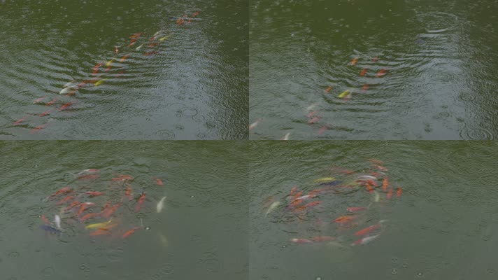 4K雨中池塘鱼儿金鱼嬉戏转圈未调色