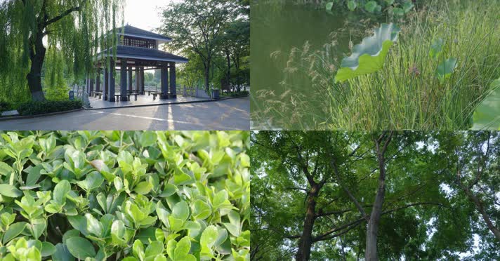 4K潍坊植物园一角植物池塘小亭生态环境