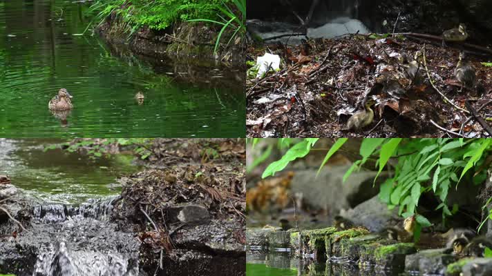 夏日池塘母鸭子带着小鸭子觅食戏水合集