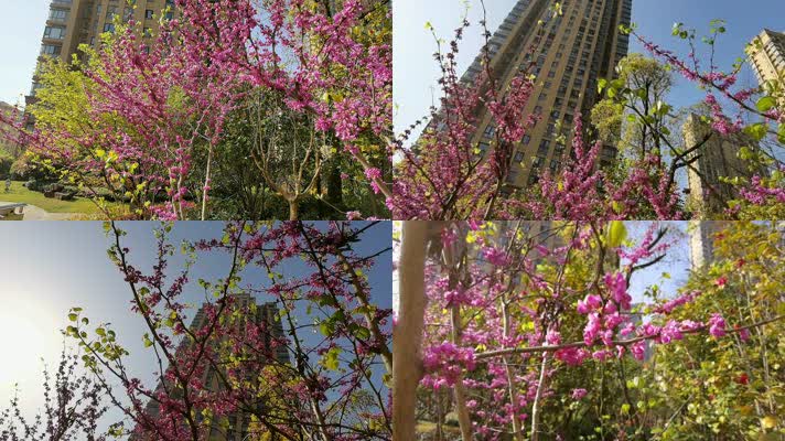 春天春季 阳光花开 紫金花 小区社区 花