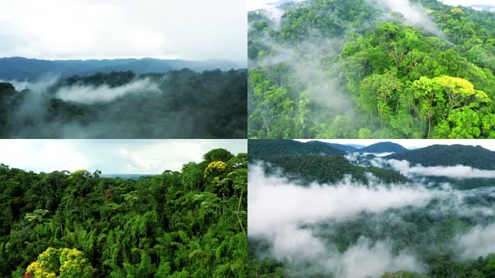 热带雨林原始丛林B