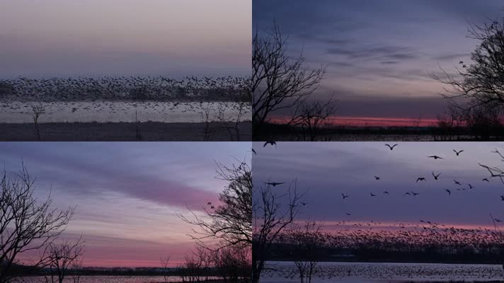 傍晚晚霞湖边成群飞鸟起飞合集
