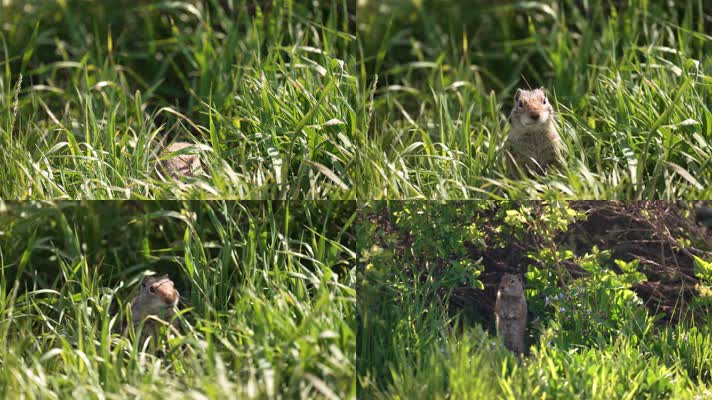 田野草丛中觅食的野生土拨鼠