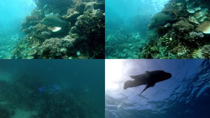 水下拍摄海洋鱼群鱼类珊瑚