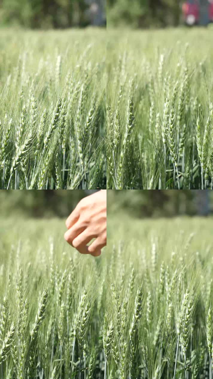 手抚小麦（竖屏）