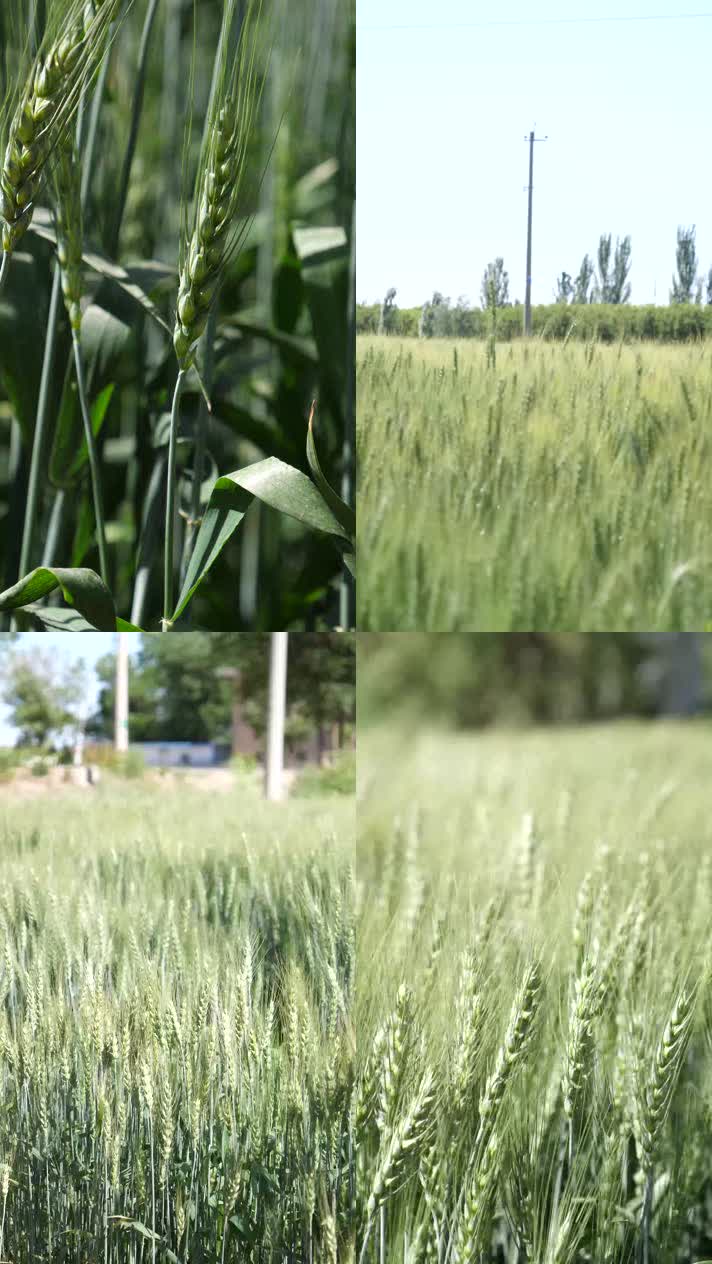 小麦合集