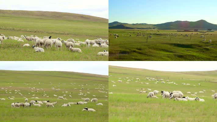 羊群 羊 放牧 牧羊 大草原航拍羊 大草