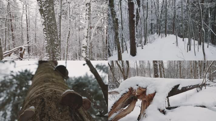 寒冷冬季森林树木积雪唯美雪景