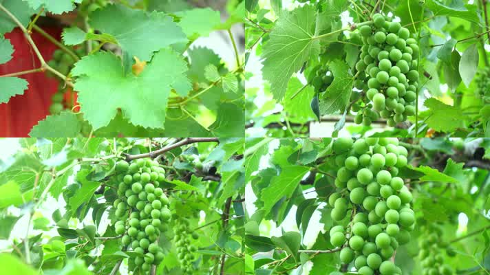 葡萄 瓜果葡萄 青葡萄 绿色葡萄 水果