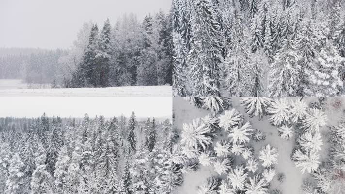 寒冷冬季森林大雪唯美景色