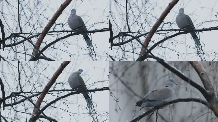 冬季树枝上的鸽子