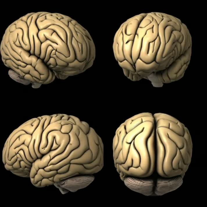 大脑 (2)