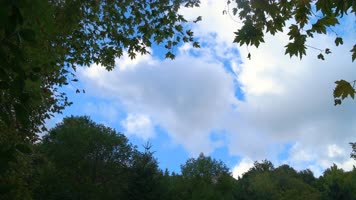 云与树4K风景实景