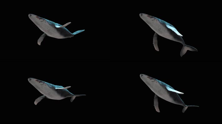 鲸鱼游动带通道素材