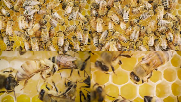 蜂蜜蜂巢蜂窝蜂蜡野生养殖微距特写