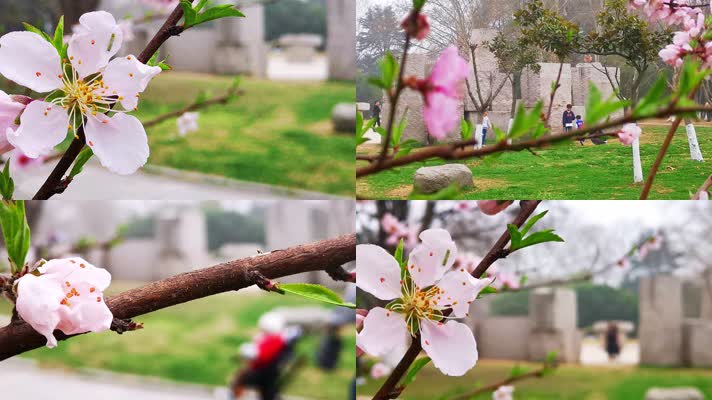 春天公园桃花