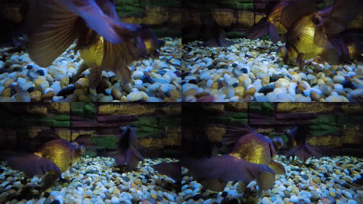 动物园的金鱼观赏鱼紫蝶尾