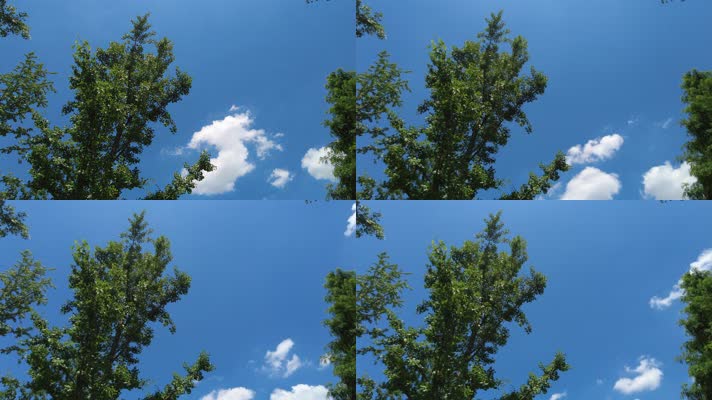 树林蓝天白云延时摄影