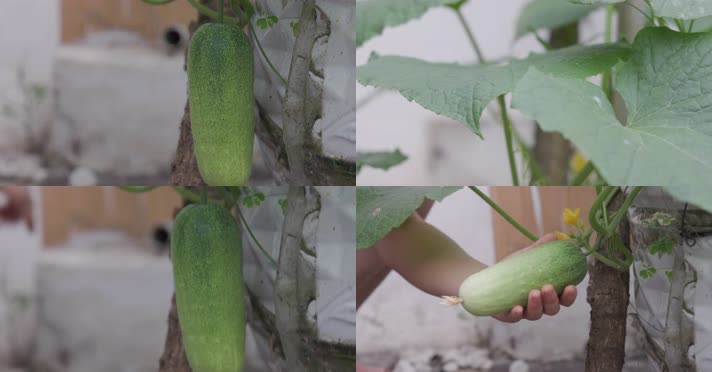 采摘黄瓜 家庭庭院种植