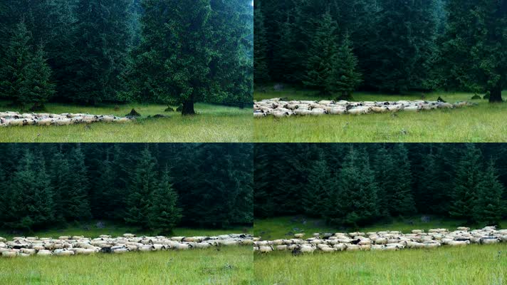 户外草地上吃草的羊群