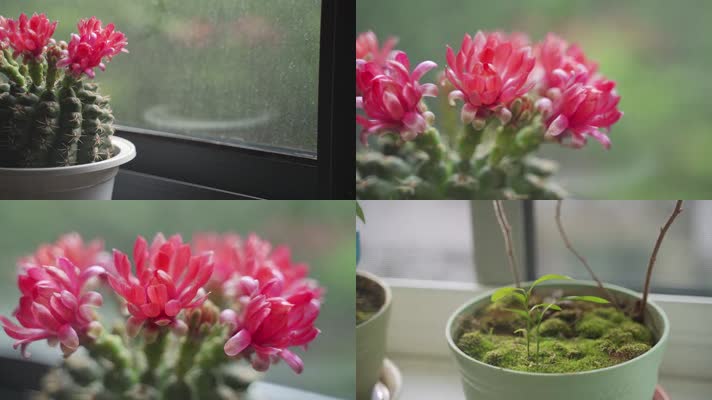 窗台边的花草绿植