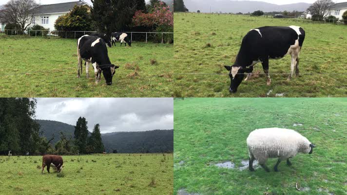 新西兰奶牛绵羊