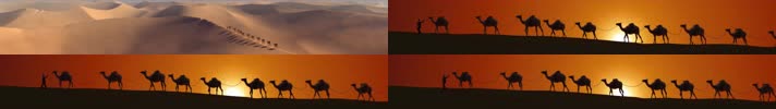 沙漠 大漠骆驼 戈壁滩落日 梦幻唯美  