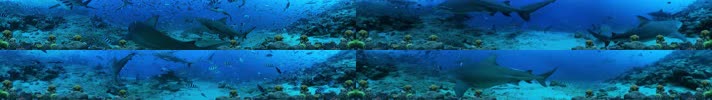 海底鲨鱼 鲸鱼水母鱼群 珊瑚礁石 海底世界