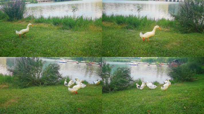 4K高清实拍西安曲江池遗址公园奔跑的鸭子