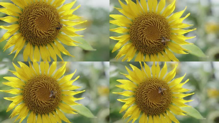 初夏向日葵花朵勤劳的蜜蜂采蜜生态