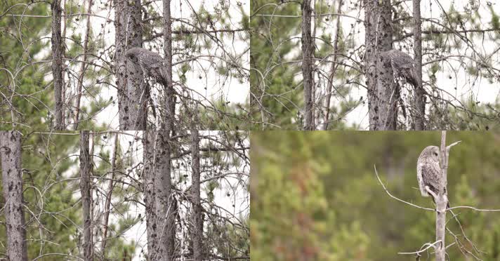 猫头鹰站在枝头慢镜头合集