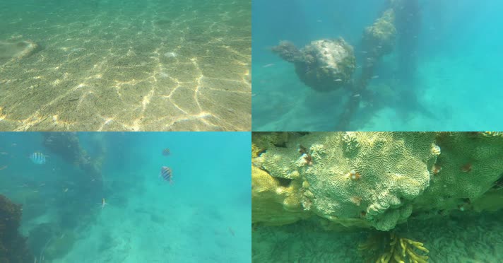 潜水水下拍摄珊瑚礁石