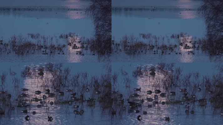 傍晚月光湖面倒影成群水鸟