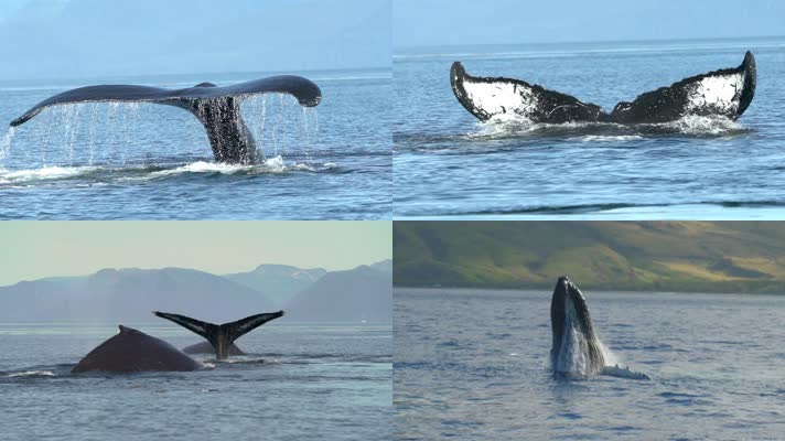 鲸鱼跃出海面换气