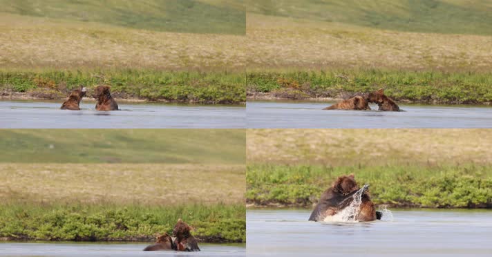 棕熊公熊湖水中争斗打架