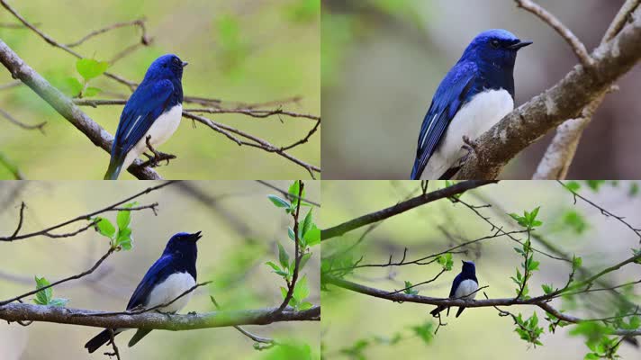 森林枝头上蓝色小鸟